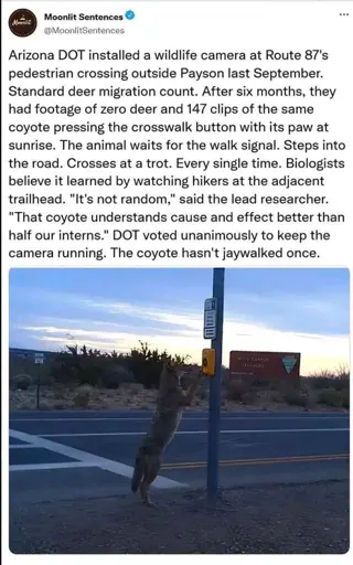 Twitter post from Moonlit Sentences  Arizona DOT installed a wildlife camera at Route 87's pedestrian crossing outside Payson last September. Standard deer migration count. After six months, they had footage of zero deer and 147 clips of the same coyote pressing the crosswalk button with its paw at sunrise. The animal waits for the walk signal. Steps into the road. Crosses at a trot. Every single time. Biologists believe it learned by watching hikers at the adjacent trailhead. "It's not random," said the lead researcher. "That coyote understands cause and effect better than half our interns." DOT voted unanimously to keep the camera running. The coyote hasn't jaywalked once.
